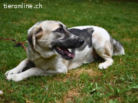 Skitter - Ein Jahr im Schatten – jetzt will er ins Licht!