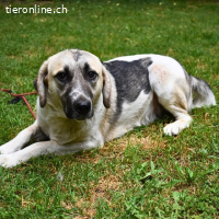 Skitter - Ein Jahr im Schatten – jetzt will er ins Licht!