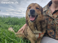 Sky – fröhlicher, verkuschelter Clown