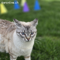 Sky und Solea - das Ying und Yang Duo