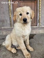 Sleepy - einer von 9 Welpen