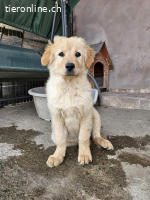 Sleepy - einer von 9 Welpen