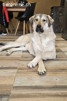 Snicket (1 Jahr)-Groß, größer – hier kommt Snicket