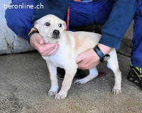Sniffy - ...und Sirette halten zusammen