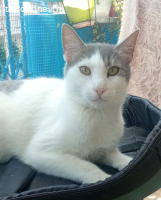 SNOOPY - MAG ES ETWAS RUHIG ABER SEHR ANHAENGLICH