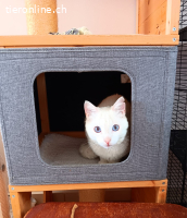 Snowie unser fast blinder Schmuser