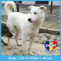 Snowy liebt Menschen und genießt Streicheleinheiten