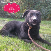 Sofia ein Engel mit gebrochenen Flügeln