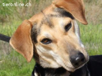 Sombra - kennt noch nicht viel vom Leben