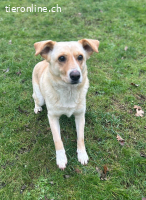 Sonnenschein Lara ist verschmust und clever