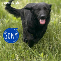 Sony ein absoluter Familienhund