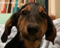 SOS 4 kleine Welpen suchen dringend ein Zuhause