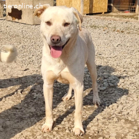 Spike ist bereit neu durchzustarten, mit DIR