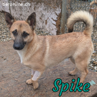 Spike sucht sein einfühlsames Zuhause