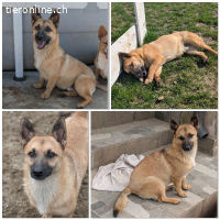 Spike sucht sein einfühlsames Zuhause
