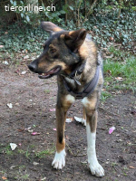 Spitfire – verspielt mit Artgenossen schüchtern mit Menschen