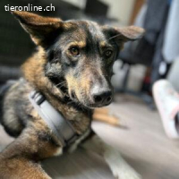 Spitfire – verspielt mit Artgenossen schüchtern mit Menschen