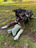 Spitfire – verspielt mit Artgenossen schüchtern mit Menschen