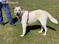 Stanley ist sehr menschenbezogen