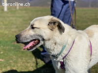 Stanley ist sehr menschenbezogen