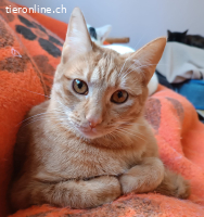 STEFANIE - IST EIN HERZ AUF VIER PFOTEN