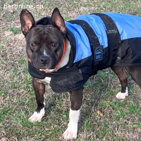 Stella-freundliche Hündin sucht liebevolles Zuhause mit Herz