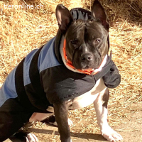 Stella-freundliche Hündin sucht liebevolles Zuhause mit Herz