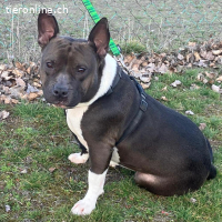 Stella-freundliche Hündin sucht liebevolles Zuhause mit Herz