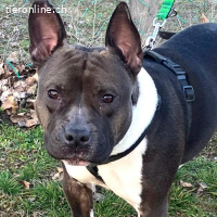 Stella-freundliche Hündin sucht liebevolles Zuhause mit Herz
