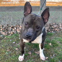 Stella-freundliche Hündin sucht liebevolles Zuhause mit Herz