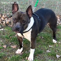 Stella-freundliche Hündin sucht liebevolles Zuhause mit Herz