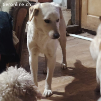 Steve - aus der Tötung gerettet