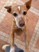 Stich - kleiner Hund mit grossem Herzen sucht sein Glück