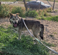 Strolch - liebenswertes Herzgesicht