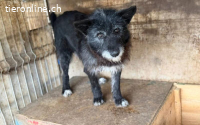 Strubbeliger Senior Barnabas sucht Alterswohnsitz