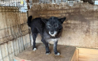 Strubbeliger Senior Barnabas sucht Alterswohnsitz