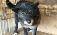 Strubbeliger Senior Barnabas sucht Alterswohnsitz