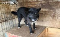 Strubbeliger Senior Barnabas sucht Alterswohnsitz