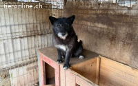 Strubbeliger Senior Barnabas sucht Alterswohnsitz