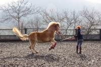Suche einen Nebenjob mit Tieren / Pferden