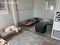 Suchst du eine eingezäunte Hundewiese und Hundehort