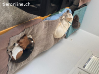 Suchst du eine eingezäunte Hundewiese und Hundehort