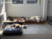 Suchst du eine eingezäunte Hundewiese und Hundehort