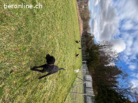 Suchst du eine eingezäunte Hundewiese und Hundehort