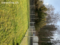 Suchst du eine eingezäunte Hundewiese und Hundehort