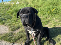 sucht Menschen die ihn mit Streicheleinheiten verwöhnen