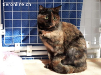 Süsse Rosi sucht ein Zuhause mit viel Streicheleinheiten