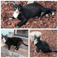 Süsse Wilma sucht verständisvolles Zuhause