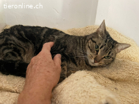 Süsses Schätzchen Moe sucht liebevolles Zuhause