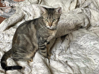 Süsses Schätzchen Moe sucht liebevolles Zuhause